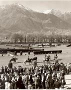 cavallo (Positivo) di Foto Fuchs-Hauffen, Überlingen (1950/01/01 - 1969/12/31)