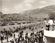 cavallo (Positivo) di Foto Fuchs-Hauffen, Überlingen (1950/01/01 - 1969/12/31)