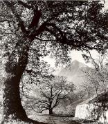 Kastanienbaum (Positivo) di Foto Fuchs-Hauffen, Überlingen (1950/01/01 - 1969/12/31)