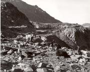 Camoscio (Positivo) di Foto Tappeiner, Meran (1950/01/01 - 1969/12/31)