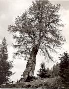 donna (Positivo) di Foto Fuchs-Hauffen, Überlingen (1950/01/01 - 1969/12/31)