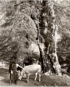 mucca/bovino (Positivo) di Foto Fuchs-Hauffen, Überlingen (1950/01/01 - 1969/12/31)