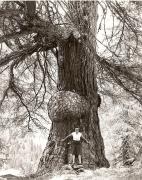 donna (Positivo) di Foto Fuchs-Hauffen, Überlingen (1950/01/01 - 1969/12/31)