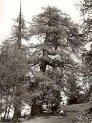 donna (Positivo) di Foto Fuchs-Hauffen, Überlingen (1950/01/01 - 1969/12/31)