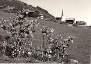 Sonnenblume (Positivo) di Foto Sandro Saltuari, Bozen (1950/01/01 - 1969/12/31)