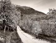 Motiv: Frühling (Positivo) di Foto Fuchs-Hauffen, Überlingen (1950/01/01 - 1969/12/31)