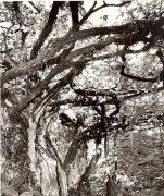 Schloß Katzenzungen (Tisens) (Positivo) di Foto Fuchs-Hauffen, Überlingen (1950/01/01 - 1969/12/31)