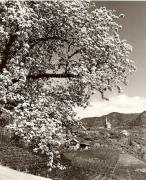 Motiv: Frühling (Positivo) di Foto Fuchs-Hauffen, Überlingen (1950/01/01 - 1969/12/31)