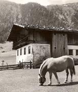 cavallo (Positivo) di Foto Fuchs-Hauffen, Überlingen (1950/01/01 - 1969/12/31)