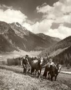 Pflügen und Bodenbearbeitung (Positivo) di Foto Fuchs-Hauffen, Überlingen (1950/01/01 - 1969/12/31)