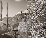 Obstbaum (Positivo) di Foto Fuchs-Hauffen, Überlingen (1950/01/01 - 1969/12/31)