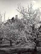 Motiv: Frühling (Positivo) di Foto Löbl, Bad Tölz/Oberbayern (1950/01/01 - 1969/12/31)