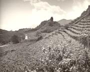 vigneto (Positivo) di Foto Hermann Frass, Bozen (1950/01/01 - 1969/12/31)