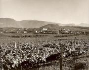 vigneto (Positivo) di Foto Fuchs-Hauffen, Überlingen (1950/01/01 - 1969/12/31)