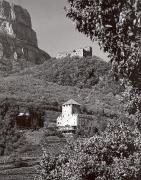 vigneto (Positivo) di Foto Tappeiner, Meran (1950/01/01 - 1969/12/31)