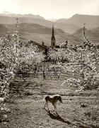 chiesa (Positivo) di Foto Fuchs-Hauffen, Überlingen (1950/01/01 - 1969/12/31)