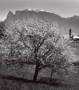 Motiv: Frühling (Positivo) di Foto Wenzel Fischer, Garmisch (1950/01/01 - 1969/12/31)