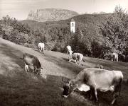 mucca/bovino (Positivo) di Foto Fuchs-Hauffen, Überlingen (1950/01/01 - 1969/12/31)