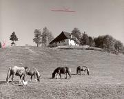 cavallo (Positivo) di Foto Fuchs-Hauffen, Überlingen (1950/01/01 - 1969/12/31)