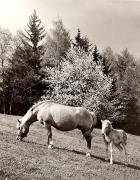 cavallo (Positivo) di Foto Fuchs-Hauffen, Überlingen (1950/01/01 - 1969/12/31)