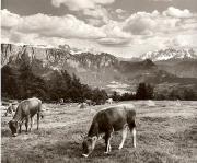 Panorama (Positivo) di Foto Fuchs-Hauffen, Überlingen (1950/01/01 - 1969/12/31)