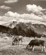 Panorama (Positivo) di Foto Fuchs-Hauffen, Überlingen (1950/01/01 - 1969/12/31)