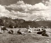 Panorama (Positivo) di Foto Fuchs-Hauffen, Überlingen (1950/01/01 - 1969/12/31)