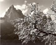 Motiv: Frühling (Positivo) di Foto Fuchs-Hauffen, Überlingen (1950/01/01 - 1969/12/31)