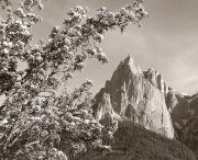 Motiv: Frühling (Positivo) di Foto Fuchs-Hauffen, Überlingen (1950/01/01 - 1969/12/31)