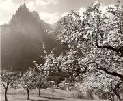 Motiv: Frühling (Positivo) di Foto Fuchs-Hauffen, Überlingen (1950/01/01 - 1969/12/31)