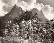 Sonnenblume (Positivo) di Foto Fuchs-Hauffen, Überlingen (1950/01/01 - 1969/12/31)