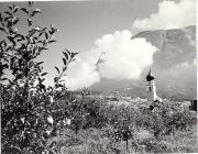 bosco (Positivo) (1950/01/01 - 1969/12/31)