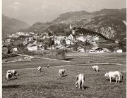 mucca/bovino (Positivo) di Foto Fuchs-Hauffen, Überlingen (1950/01/01 - 1969/12/31)