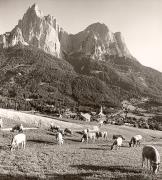 mucca/bovino (Positivo) di Foto Fuchs-Hauffen, Überlingen (1950/01/01 - 1969/12/31)