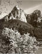 Motiv: Frühling (Positivo) di Foto Fuchs-Hauffen, Überlingen (1950/01/01 - 1969/12/31)