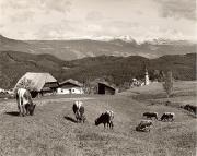 mucca/bovino (Positivo) di Foto Fuchs-Hauffen, Überlingen (1950/01/01 - 1969/12/31)