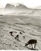 mucca/bovino (Positivo) di Foto Fuchs-Hauffen, Überlingen (1950/01/01 - 1969/12/31)