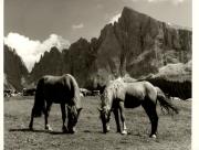 cavallo (Positivo) di Foto Fuchs-Hauffen, Überlingen (1950/01/01 - 1969/12/31)