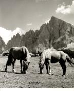 cavallo (Positivo) di Foto Fuchs-Hauffen, Überlingen (1950/01/01 - 1969/12/31)