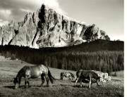 cavallo (Positivo) di Foto Fuchs-Hauffen, Überlingen (1950/01/01 - 1969/12/31)