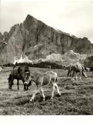 cavallo (Positivo) di Foto Fuchs-Hauffen, Überlingen (1950/01/01 - 1969/12/31)