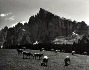 mucca/bovino (Positivo) di Foto Wenzel Fischer, Garmisch (1950/01/01 - 1969/12/31)