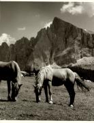 cavallo (Positivo) di Foto Fuchs-Hauffen, Überlingen (1950/01/01 - 1969/12/31)