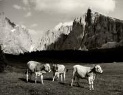 mucca/bovino (Positivo) di Foto Fuchs-Hauffen, Überlingen (1950/01/01 - 1969/12/31)