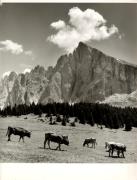 mucca/bovino (Positivo) di Foto Fuchs-Hauffen, Überlingen (1950/01/01 - 1969/12/31)