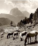 cavallo (Positivo) di Foto Fuchs-Hauffen, Überlingen (1950/01/01 - 1969/12/31)