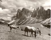 cavallo (Positivo) di Foto Fuchs-Hauffen, Überlingen (1950/01/01 - 1969/12/31)