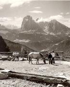 cavallo (Positivo) di Foto Fuchs-Hauffen, Überlingen (1950/01/01 - 1969/12/31)