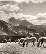 cavallo (Positivo) di Foto Fuchs-Hauffen, Überlingen (1950/01/01 - 1969/12/31)