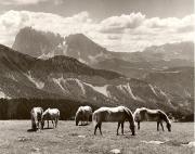 cavallo (Positivo) di Foto Fuchs-Hauffen, Überlingen (1950/01/01 - 1969/12/31)